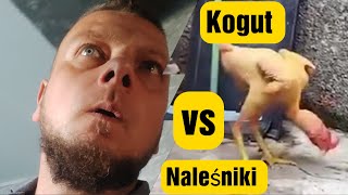 Piecony Kogut vs 3 Naleśniki [upl. by Schell559]