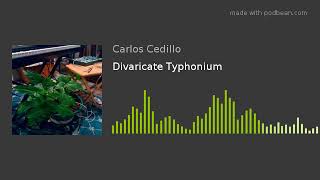 Divaricate Typhonium [upl. by Carlin]