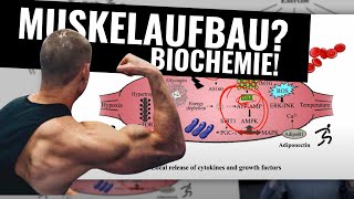 Richtige Trainingsplanung für Muskelaufbau Biochemie aktuelle Studien und Wissenswertes [upl. by Daloris971]