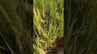 Paddy croppaddy seeds farming villagelife farmeryoutubeshorts [upl. by Yeliw]