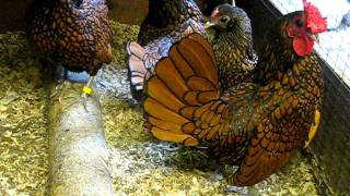 GOLD SEBRIGHT BANTAMS FROM CHESHIRE POULTRY [upl. by Ibbetson434]