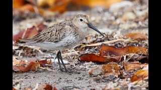 Some Hokkaido Shorebirds [upl. by Enilrac]