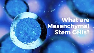 What are mesenchymal stem cells [upl. by Airegin971]