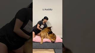 How I help my senior dog with arthritis shorts canineconditioning dogs germanshepherd [upl. by Mohsen657]