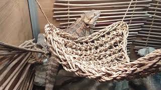 Nikki My Bearded Dragon Is Awake From Her Brumation [upl. by Kushner]