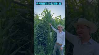 LA POLINIZACION DEL MAÍZ parientesdelrancho maíz [upl. by Adore]