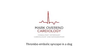 Thrombo embolic syncope in a dog [upl. by Materi]