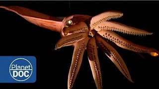 Proyecto Kraken En busca del Calamar Gigante  Documental Completo  Planet Doc [upl. by Berglund]