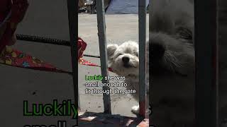 This rescued dog will break your heart and then will give you HOPE Full video wwwHopeForPawsorg [upl. by Gilbart]