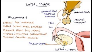 Understanding the Menstrual Cycle [upl. by Ahcsat]