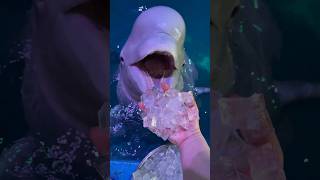 Xiaohei is so smart Beluga whaleeats fish Little fish in Hutan [upl. by Tnattirb]