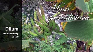 Plantain Musa paradisiaca  part 1 [upl. by Ainet]