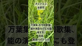 オミナエシ女郎花 植物 花言葉 秋の七草 生薬 手に取れば袖さへにほふ Patriniascabiosifolia [upl. by Wei]