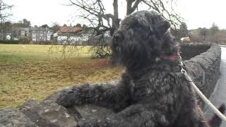 Bouvier Des Flandres Alert Allways [upl. by Ahtelahs]