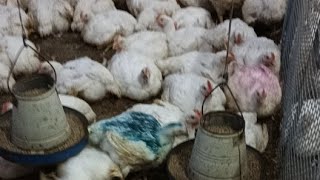 poultry farm broiler 1200 chicks day 36 running  alhamdulilah broiler birds 2600 gm weight 5th week [upl. by Kingsbury667]