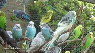 Budgerigars sounds  Parkieten geluiden  30 minutes of parakeet sounds [upl. by Immat810]