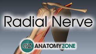 Radial Nerve  3D Anatomy Tutorial [upl. by Analaf]