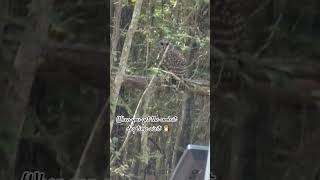 🦉 👀 nature bunkerville owl forest visitor music youtubeshorts [upl. by Hameerak328]