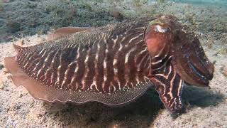 snorkeling Medio Almud Gran Canaria [upl. by Ahsitra638]