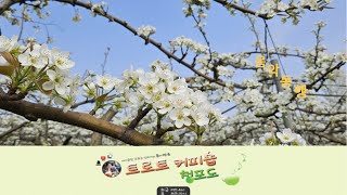 제171회5월1일수요일트로트커피숍부국청포도🌹구독좋아요👍알림설정� [upl. by Ecinna]