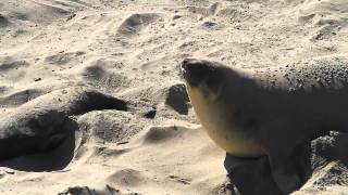 Sneezing Seal [upl. by Minsat]