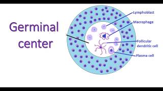 Germinal center of secondary lymphatic nodule lymphocytes lymphnodes immunology macrophages [upl. by Ahsiekel202]