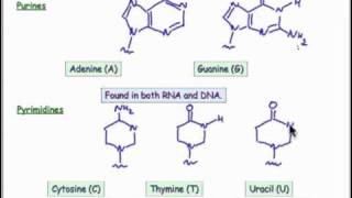 2302 Structures of the Nucleobases [upl. by Varini235]