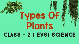 Types of Plants  Grade  II  CBSE [upl. by Given]