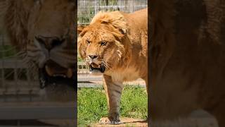 Ligers and Tigons 🦁 The RAREST Big Cats [upl. by Rajewski]