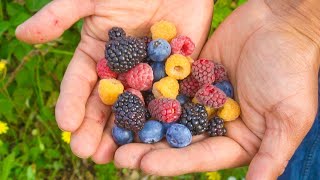 9 Types of Berries You Must Grow in Your Backyard [upl. by Marsha]