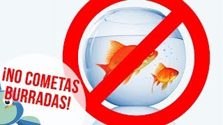 ¿PECES en PECERA REDONDA ¡NO GRACIAS [upl. by Godden503]