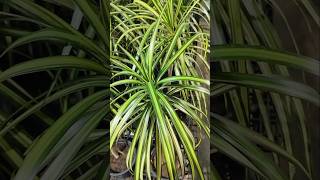 Pandanus Veitchii Plant plants garden houseplants homedecor flowers indoorplants decoration [upl. by Annauj803]