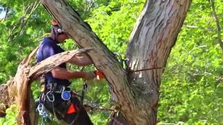 STIHL Arborist at Work Mark Chisholm [upl. by Oivlis]