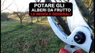 POTATURA ALBERI DA FRUTTO VEDIAMO LE REGOLE GENERALI PER POTARE [upl. by Bouzoun746]