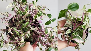 Tradescantia Fluminensis Albiflora or Tricolor Part 001  Propagation  Plant Vlog 071 [upl. by Krisha]