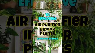 Best air purifier houseplants  indoor plants for oxygen amp clean air shorts airpurifyingplant [upl. by Bengt]