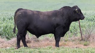 Lot 141 EVT22T703 Peakes Bowen 2024 [upl. by Melamed475]