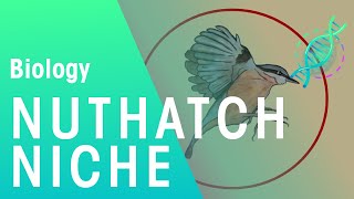 The Niche Of The Nuthatch  Ecology amp Environment  Biology  FuseSchool [upl. by Elish72]