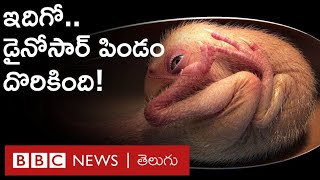 Dinosaur Embryo సురక్షితంగా భద్రపరిచిన డైనోసార్ పిండాన్ని కనుగొన్న శాస్త్రవేత్తలు  BBC Telugu [upl. by Alyak373]