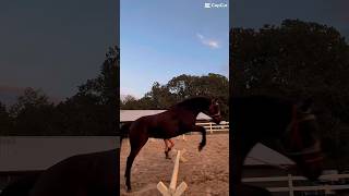 Did some cavaletti ￼work with Daisy yesterday evening 💖 horse filly youngbabyhorse goodgirl [upl. by Anehs714]