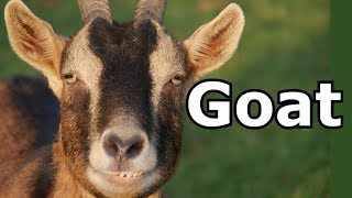 Goat Sounds amp Goat Pictures  The Sound A Goat Makes  Animal Sounds [upl. by Ivel]