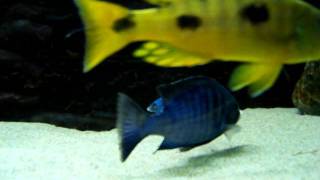 Malawi cichlids 195x55x70 cm tank  III [upl. by Atsirhc680]