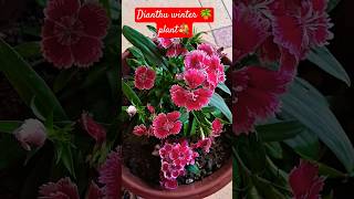 Dianthus plant growing tips🪴💐👍shortstrending ytshots viralshorts flowertipsplantgardening👍💐 [upl. by Laup]