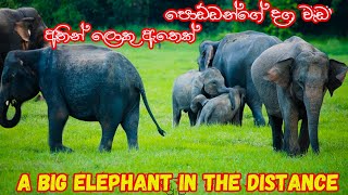 Natures Ballet A Serene Moment with Wild Elephants Elephant soul Elephant video [upl. by Cassy486]