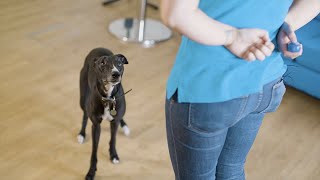 How to Train Your Dog Using a Clicker  The Battersea Way [upl. by Ahsitel542]