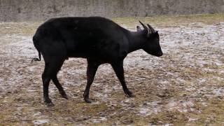 FlachlandAnoa wärmt sich auf [upl. by Nalehp]