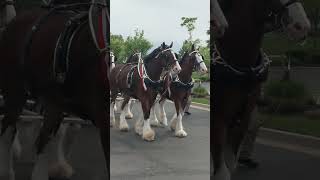 Budweiser Clydesdales [upl. by Ariel]