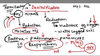 Denitrification 5 stage of Nitrogen Cycle [upl. by Ioves]