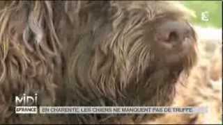 ANIMAUX  En Charente les chiens ne manquent pas de truffe [upl. by Ynar632]