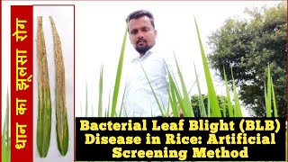 Bacterial Leaf Blight Disease in Rice an artificial disease screening method Part 1 [upl. by Cocke868]